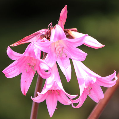 Flowers in Golden Gate National Recreational Area