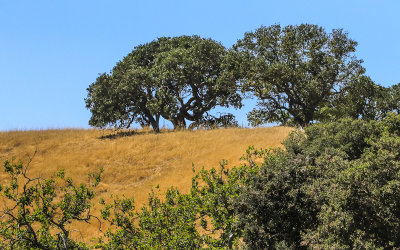 Trees on an amber hillside in Fort Ord National Monument 