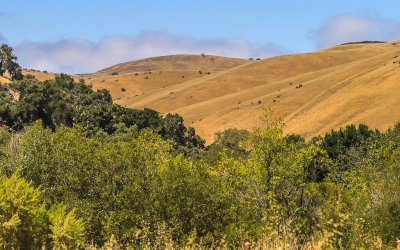 Close-up of the landscape near the Badger Hills Trailhead in Fort Ord National Monument