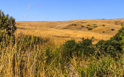 A blanket of amber grasses on the horizon near the Badger Hills Trailhead in Fort Ord National Monument