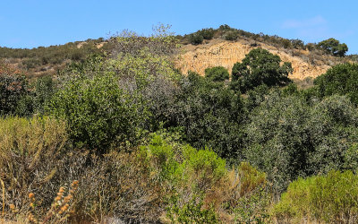 Cliff area near the Reservation Road trailhead area in Fort Ord National Monument