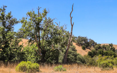 Landscape along US Highway 68 in Fort Ord National Monument