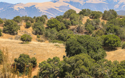 View from the Laguna Seca area near Fort Ord National Monument