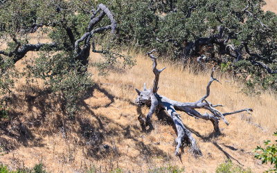 Dead tree at the Badger Hills Trailhead in Fort Ord National Monument