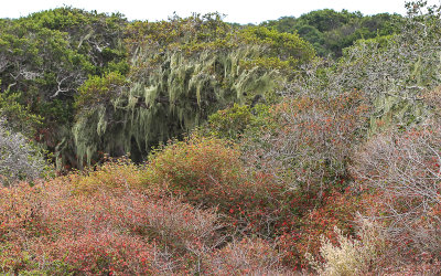 Thick brush and moss covered trees near the Crescent Bluff Road in Fort Ord National Monument