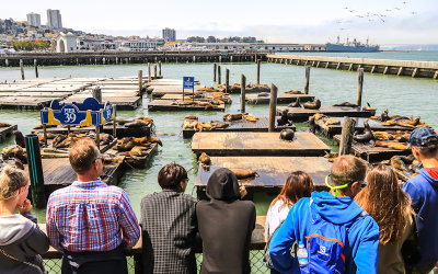 Tourists watch the harbor seals at Pier 39 in San Francisco