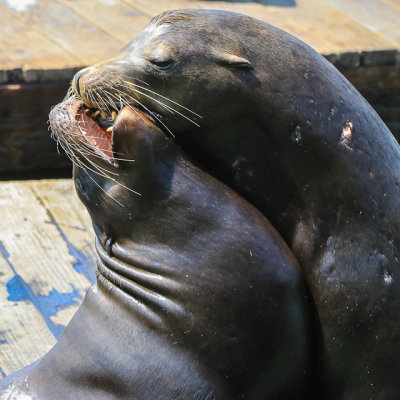 Harbor seals joust on Pier 39 in San Francisco