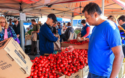 Selecting the best tomatoes at the Farmers Market