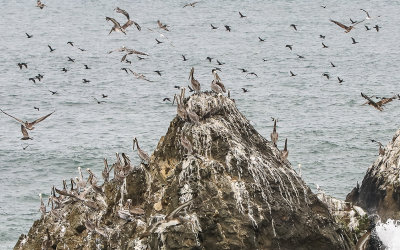 Birds on an island on the edge of Golden Gate Park