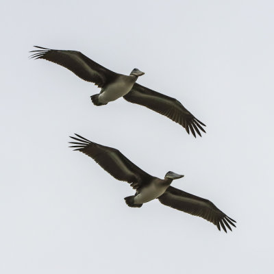 Pelicans fly overhead Ocean Beach on the edge of Golden Gate Park