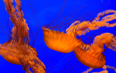 Jelly fish at the California Academy of Sciences in Golden Gate Park