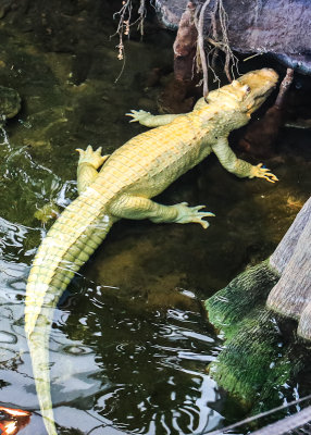 Albino alligator at the California Academy of Sciences in Golden Gate Park