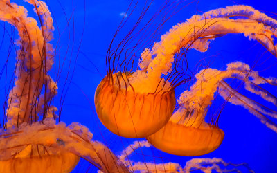 Jelly fish at the California Academy of Sciences in Golden Gate Park