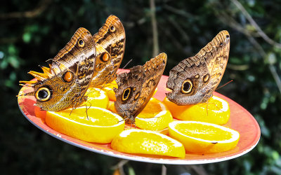 Feeding butterflies on oranges at the California Academy of Sciences in Golden Gate Park