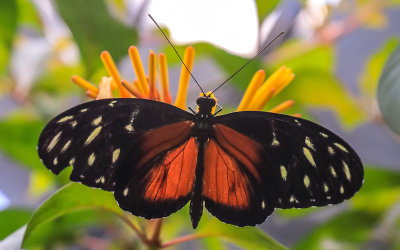 Butterfly at the California Academy of Sciences in Golden Gate Park