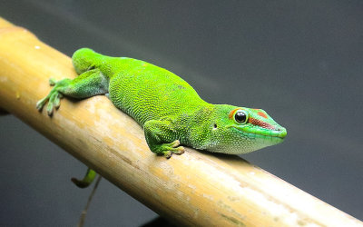 Lizard at the California Academy of Sciences in Golden Gate Park