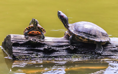 Turtles on a log in Stow Lake in Golden Gate Park