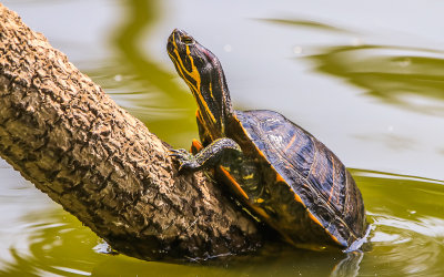Stow Lake turtle in Golden Gate Park