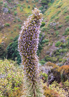 Close up of a blooming Pride of Madeira plant along California Highway 1