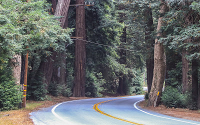 A pocket of Redwoods along California Highway 1