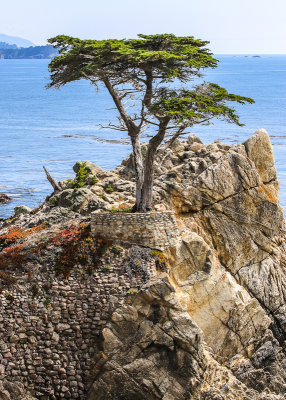 Close up of The Lone Cypress along the 17 Mile Drive - Pebble Beach