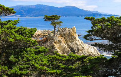The Lone Cypress along the 17 Mile Drive - Pebble Beach