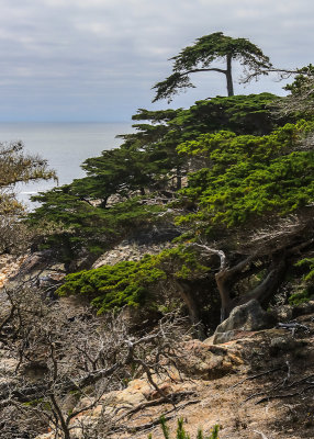 Cypress trees along the 17 Mile Drive - Pebble Beach