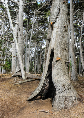 The Crocker Grove, largest and oldest Monterey Cypress trees, along the 17 Mile Drive - Pebble Beach