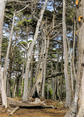 The Crocker Grove home of the largest and oldest Cypress trees along the 17 Mile Drive - Pebble Beach