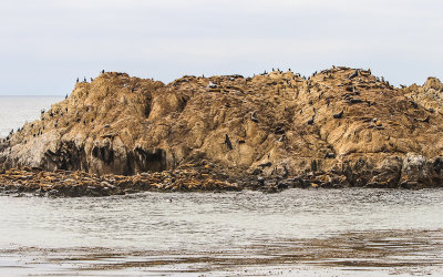 Bird Rock covered with harbor seals and sea lions along the 17 Mile Drive - Pebble Beach