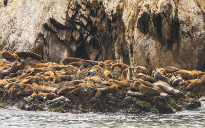 Harbor seals and sea lions on Bird Rock along the 17 Mile Drive - Pebble Beach