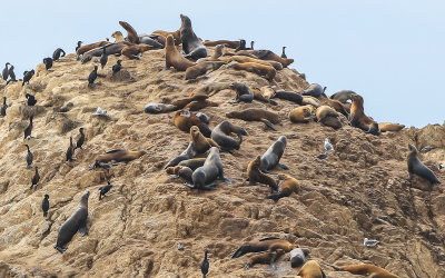 Birds, harbor seals and sea lions bask at the summit of Bird Rock along the 17 Mile Drive - Pebble Beach