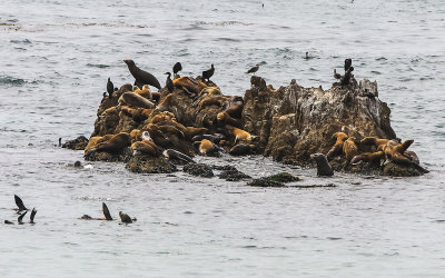 Harbor seals and sea lions on the rocks along the 17 Mile Drive - Pebble Beach