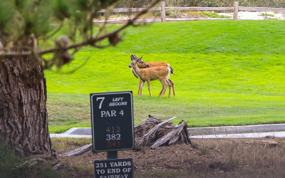 Deer on the fairway at the Poppy Hills Golf Course along the 17 Mile Drive - Pebble Beach