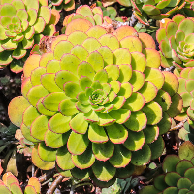 Succulent in one of the ornamental gardens on Alcatraz Island