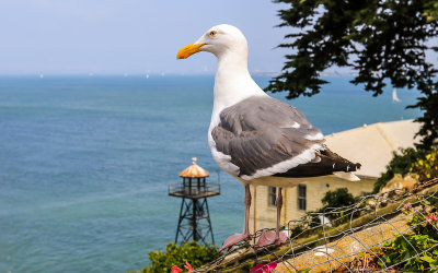 A sea gull perched above the guard tower on Alcatraz Island