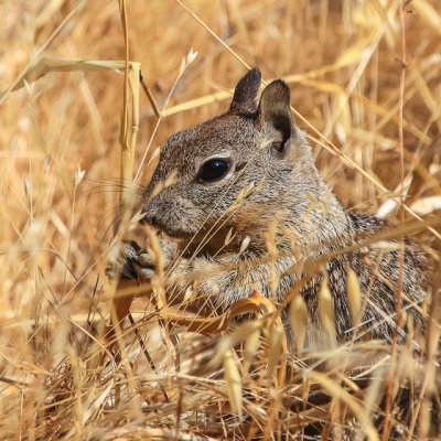 Squirrel in the tall grass along the Balconies Trail in Pinnacles National Park