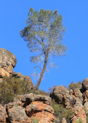 Tree growing from a ridge above the Bear Gulch Cave Trail in Pinnacles National Park