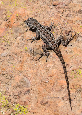 Lizard along the Rim Trail in Pinnacles National Park