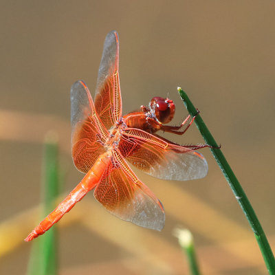Flame Skimmer dragonfly pausing on a reed at the Bear Gulch Reservoir in Pinnacles National Park