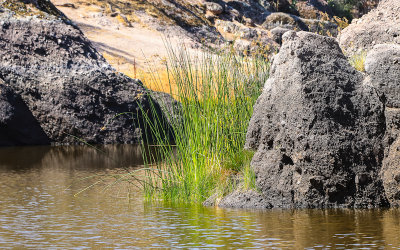 Reeds and grasses grow on the edges of the Bear Gulch Reservoir in Pinnacles National Park