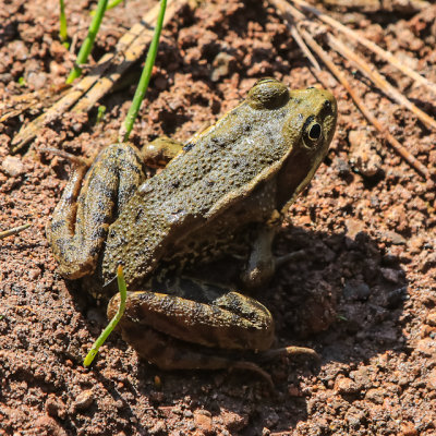 An endangered California Red-legged frog on the banks of the Bear Gulch Reservoir in Pinnacles National Park