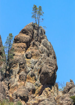 Trees grow from a High Peaks rock formation as seen from the High Peaks Trail in Pinnacles National Park