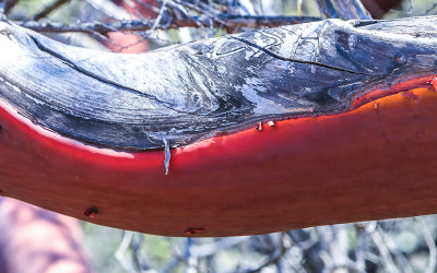 Red bark of the Manzanita tree along the High Peaks Trail in Pinnacles National Park