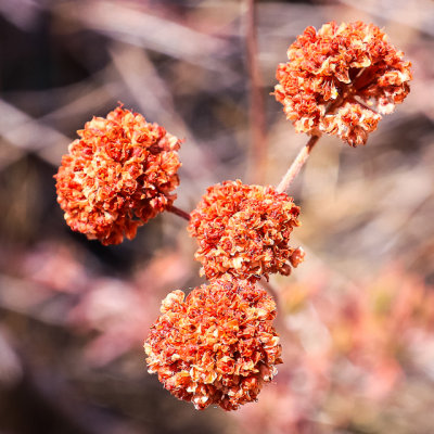 California Buckwheat in Pinnacles National Park