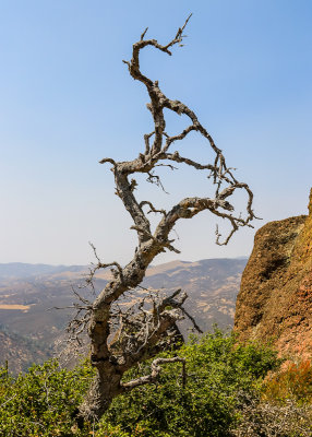 A twisted desolate tree along the High Peaks Trail in Pinnacles National Park