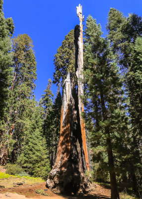 The Chimney Tree along the Crescent Meadow Loop Trail in Sequoia National Park