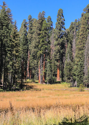 Sequoias border Crescent Meadow in Sequoia National Park