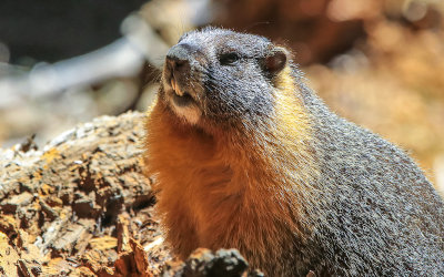A Yellow-bellied Marmot suns itself on a granite rock along the Crescent Meadow Loop Trail in Sequoia National Park