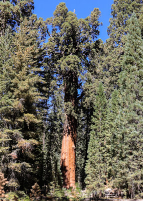 The General Sherman Tree (note the people at the base) from the Congress Trail in Sequoia National Park